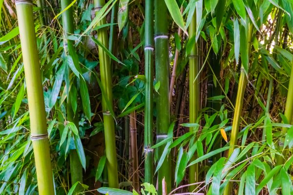 Cost of Bamboo Trimming in Midlothian