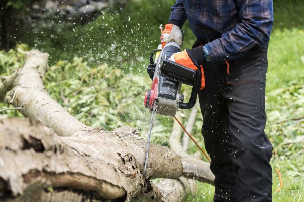 Branch Removal Service in Midlothian