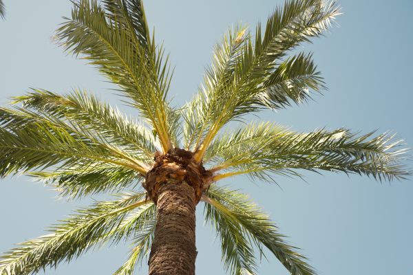 Palm Tree Pruning in Midlothian