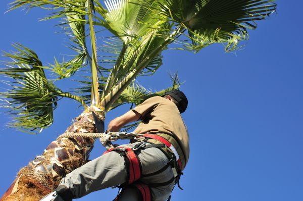 Palm Tree Trimming in Midlothian