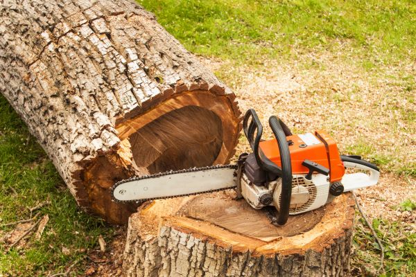 Tree Cutting Service in Midlothian