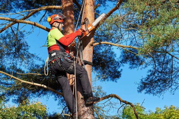 Tree Service in Midlothian