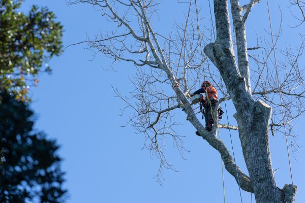Tree Topping Service in Midlothian
