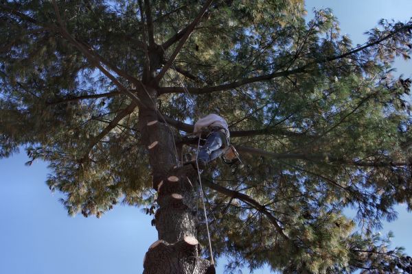 Trimming Service in Midlothian