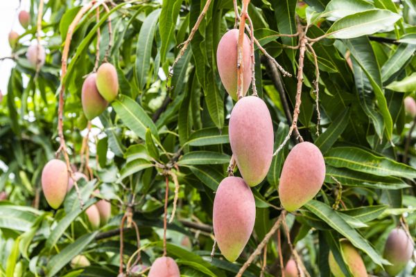 Mango Tree Trimming in Midlothian
