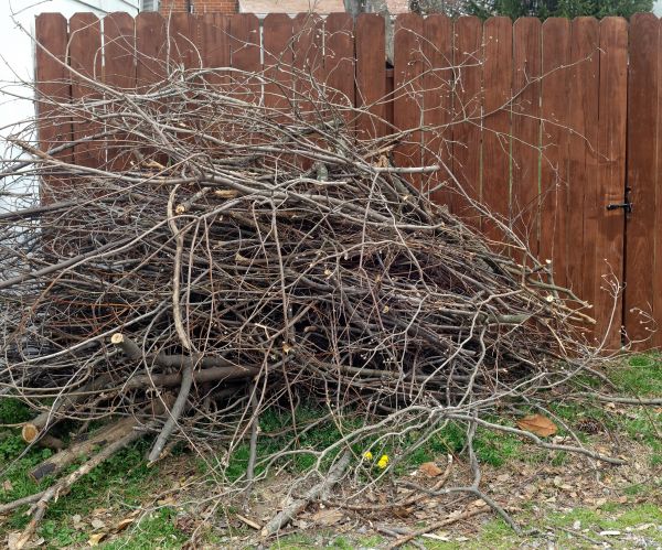 Dead Branch Removal in Midlothian