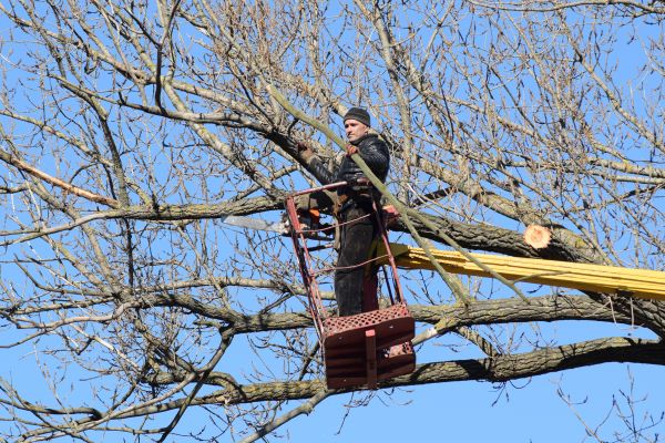 Emergency Tree Trimming in Midlothian