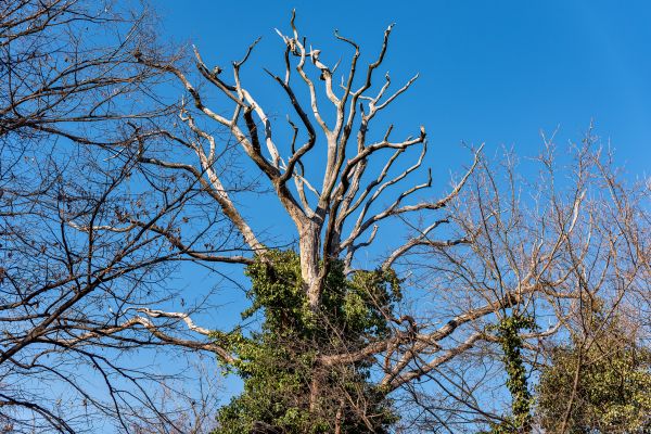 Deadwood Removal in Midlothian