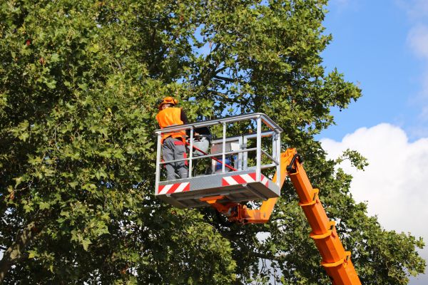 Commercial Tree Service in Midlothian