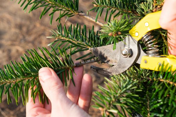 Pine Tree Pruning in Midlothian