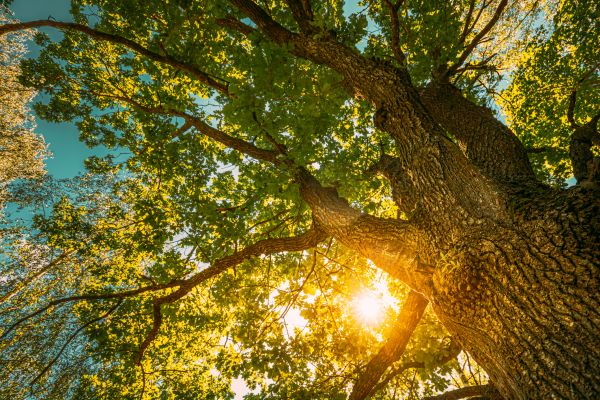Oak Tree Pruning in Midlothian