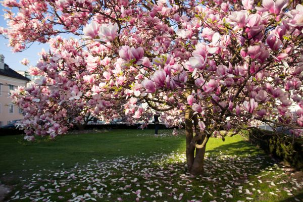 Cost of Magnolia Tree Pruning in Midlothian