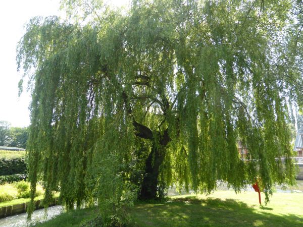 Cost of Willow Tree Trimming in Midlothian