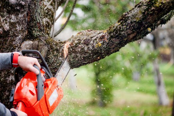 Tree Limbs Removal in Midlothian