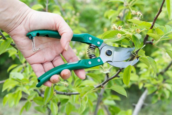 Pear Tree Pruning in Midlothian
