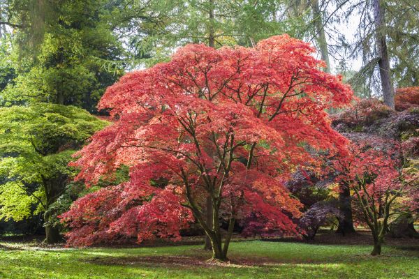 Japanese Maple Pruning in Midlothian