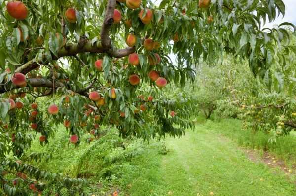 Peach Tree Pruning in Midlothian