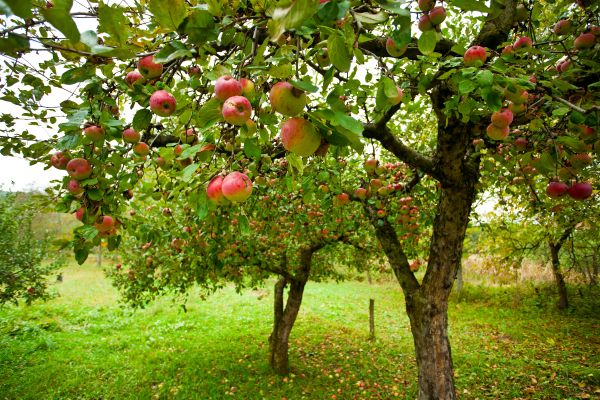 Apple Tree Pruning in Midlothian