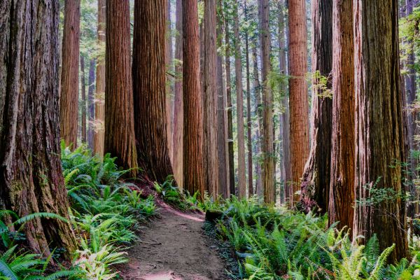 Redwood Tree Trimming in Midlothian