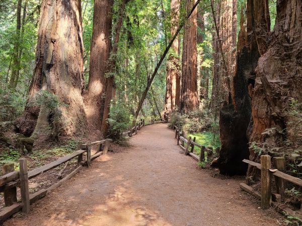 Redwood Tree Pruning in Midlothian