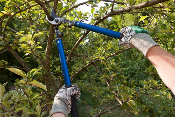 Residential Tree Pruning in Midlothian