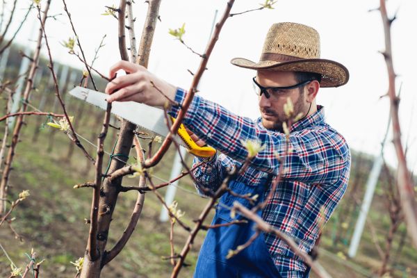 Orchard Tree Pruning in Midlothian