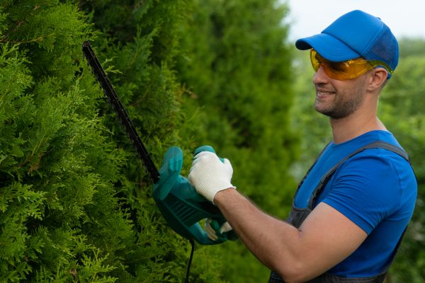 Tree Shaping Service in Midlothian