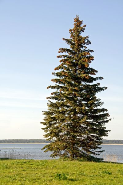 Cost of Spruce Tree Pruning in Midlothian