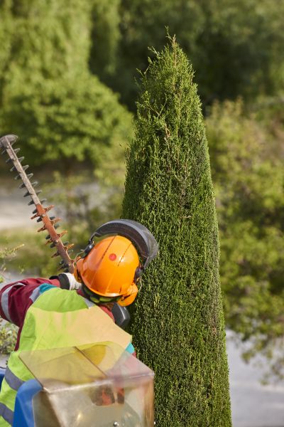 Cost of Cypress Tree Trimming in Midlothian