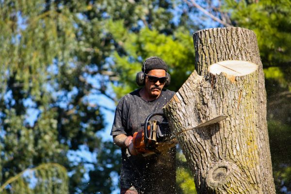 Ash Tree Pruning in Midlothian