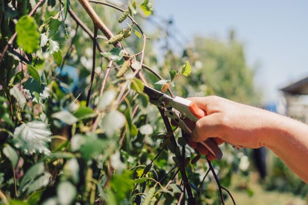 Cost of Birch Tree Pruning in Midlothian