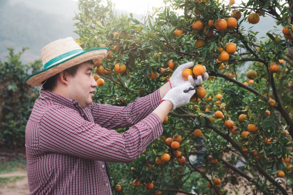 Cost of Orange Tree Pruning in Midlothian