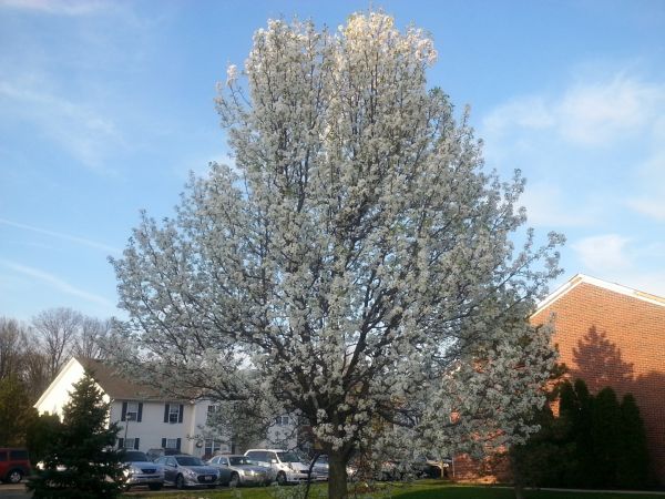 Cost of Bradford Pear Tree Pruning in Midlothian