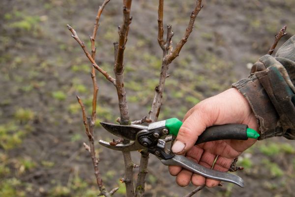 Pear Trees Pruning in Midlothian