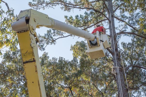 Limbs Trimming in Midlothian