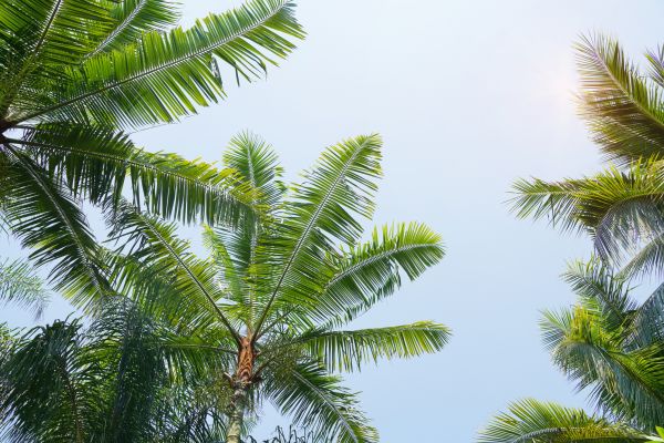 Queen Palm Tree Trimming in Midlothian