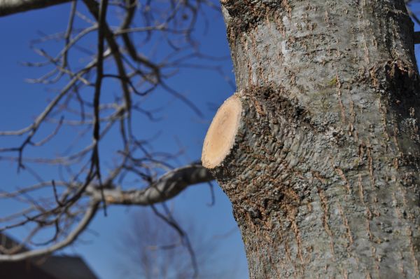 Limb Pruning in Midlothian