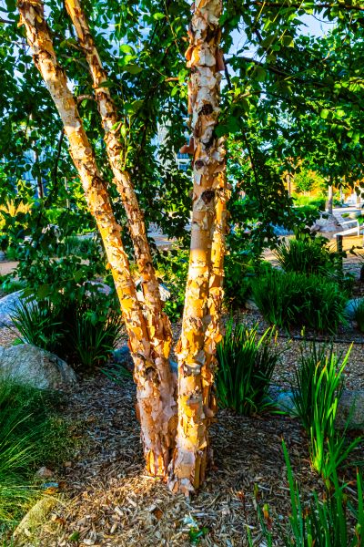 Cost of River Birch Trimming in Midlothian