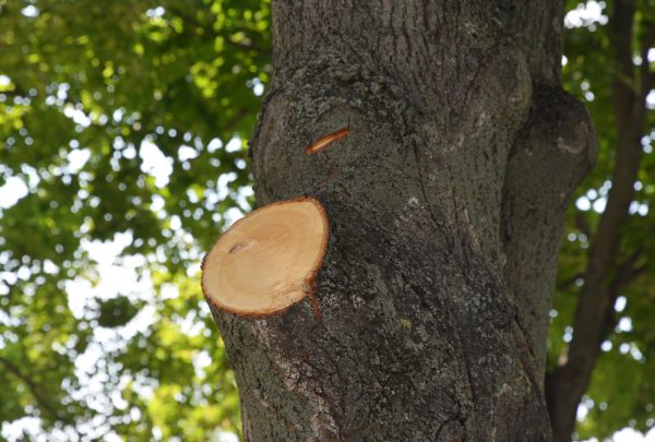 Limb Cutting in Midlothian
