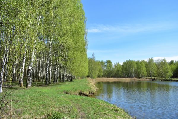 Cost of River Birch Pruning in Midlothian