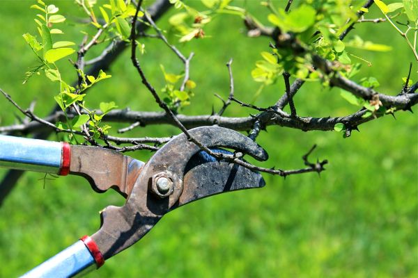 Branches Pruning in Midlothian