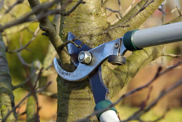 Tree Limb Trimming Service in Midlothian