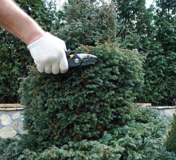 Ornamental Tree Trimming in Midlothian