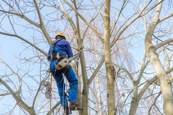 Large Tree Trimming in Midlothian