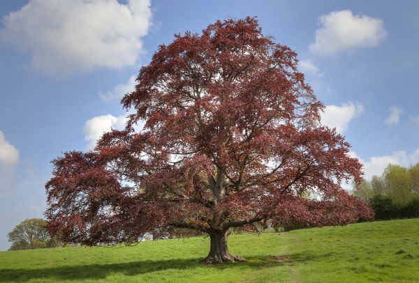 Beech Tree Pruning in Midlothian