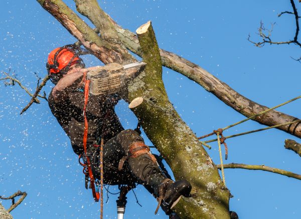 Tree Trimming Service in Midlothian