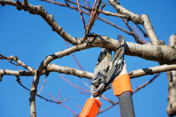 Tree Pruning in Midlothian
