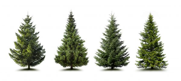 Cost of Pine Tree Trimming in Midlothian