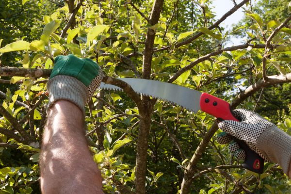 Apple Tree Trimming in Midlothian