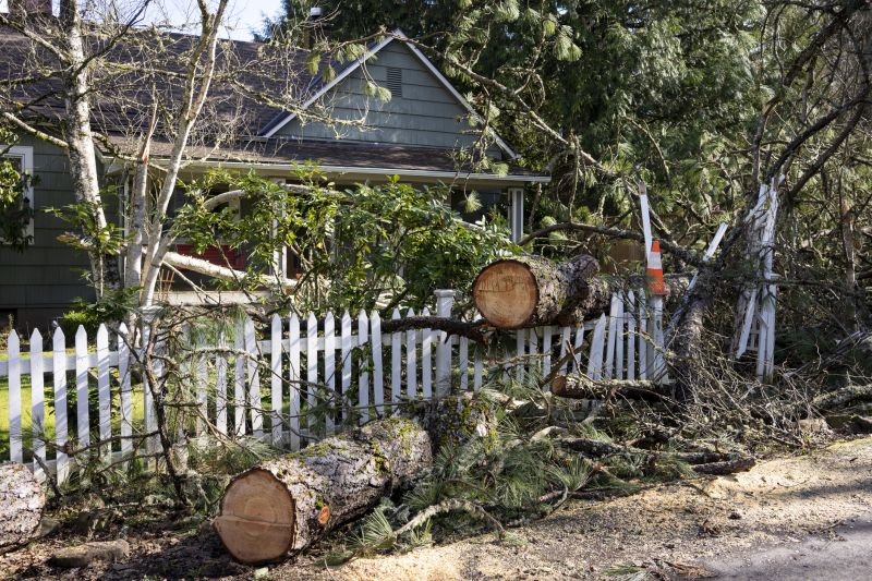 Fallen Tree on Residential Property